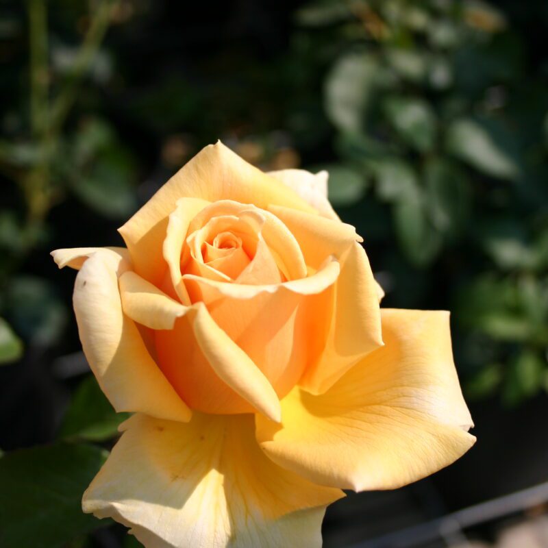 R Valencia in 4 liter pot