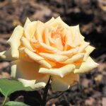 R Valencia in 4 liter pot