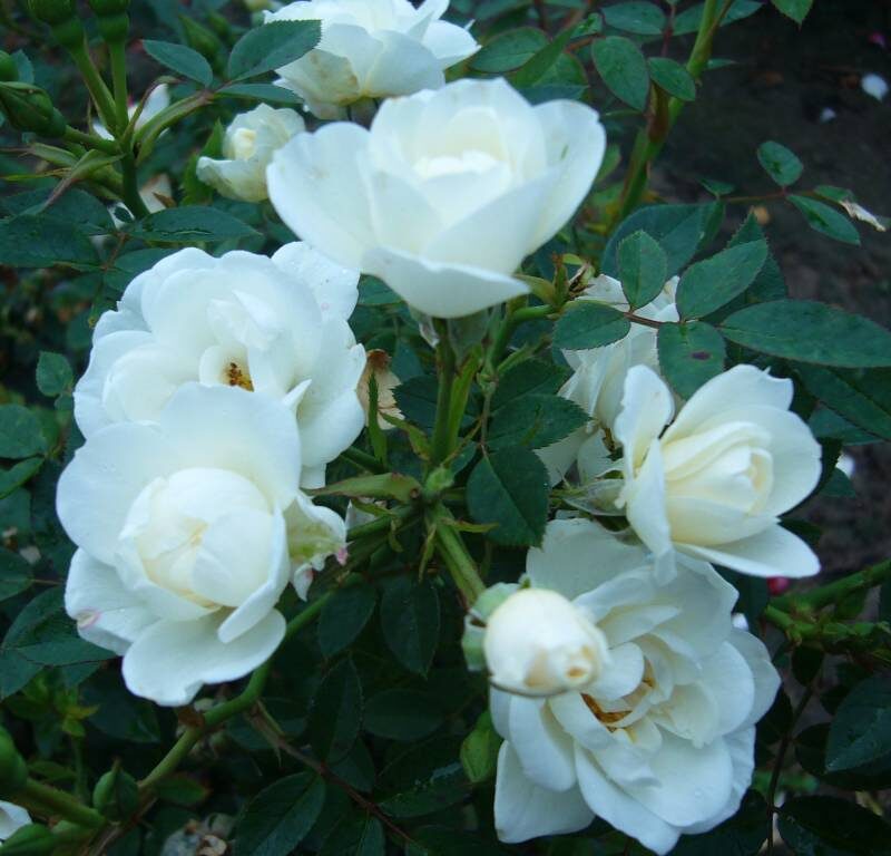 Rosa White Fairy in pot