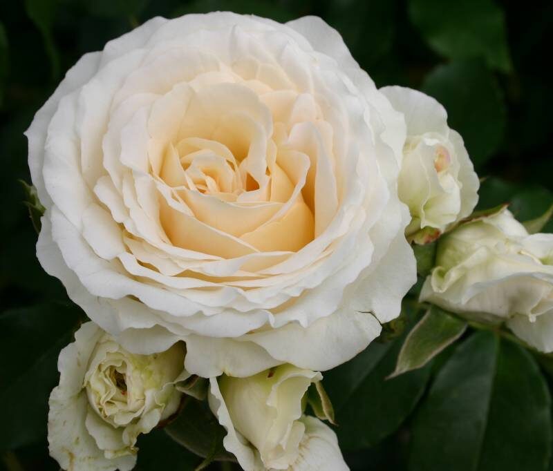 R Kosmos kale wortel