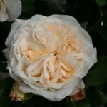 R Kosmos kale wortel