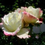 Rosa Athena in 4 liter pot