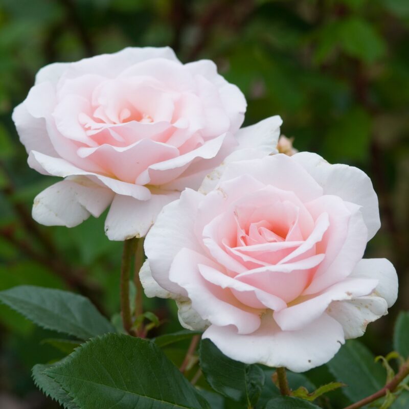 Rosa A Whiter Shade of Pale in 4 liter pot