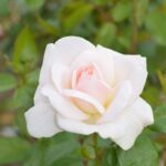 Rosa Helga in 4 liter pot