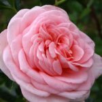 R La Fontaine aux Perles in pot