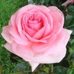 R La Fontaine aux Perles in pot