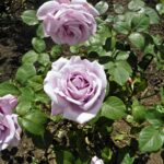 Rosa Blue Girl kale wortel