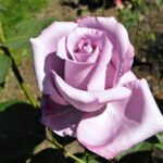 Rosa Blue Girl kale wortel