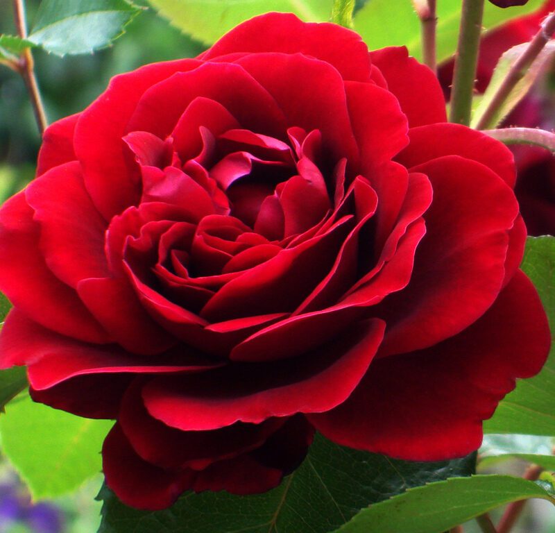 Klimroos ´Amadeus´ in 4 liter pot