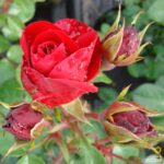 Klimroos ´Amadeus´ in 4 liter pot