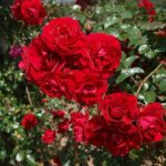 Klimroos ´Amadeus´ in 4 liter pot