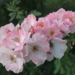 Rosa Clair Matin in 4 liter pot