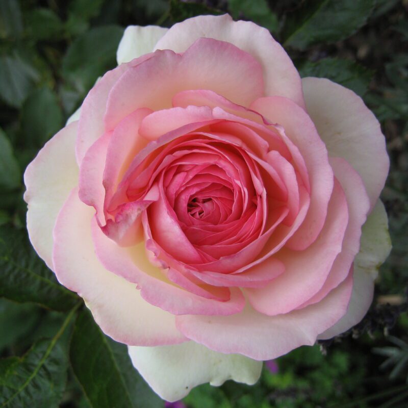 Klimroos 'Rosa Eden Rose' in 4 liter pot