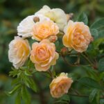 Klimroos 'Rosa Ghislaine de Feligonde' in 4 liter pot