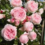 Klimroos 'Rosa Giardina' in 4 liter pot