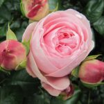 Klimroos 'Rosa Giardina' in 4 liter pot