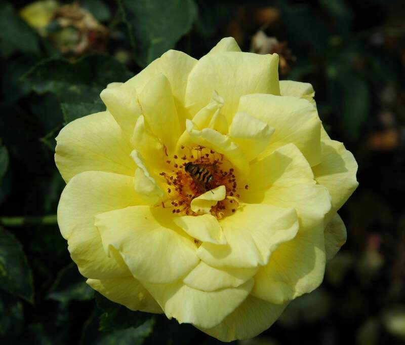 R Goldstern kale wortel