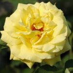 R Goldstern kale wortel