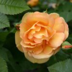 Klimroos 'Rosa Maigold' in 4 liter pot