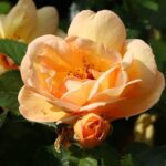Klimroos 'Rosa Maigold' in 4 liter pot