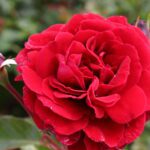 Klimroos 'Rosa Naheglut' in 4 liter pot