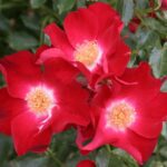 Klimroos 'Rosa Park Direktor Riggers' in 4 liter pot