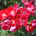 Klimroos 'Rosa Park Direktor Riggers' in 4 liter pot