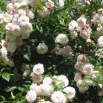 Klimroos 'Rosa Félicité et Perpetue' in 4 liter pot