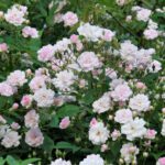 R Pauls Himalayan Musk in pot