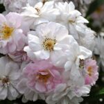 R Pauls Himalayan Musk in pot