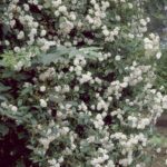 R Pauls Himalayan Musk in pot