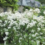R Rambling Rector XL in pot