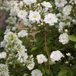 R Rambling Rector XL in pot