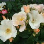 3x Sally Holmes kale wortel