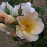 3x Sally Holmes kale wortel