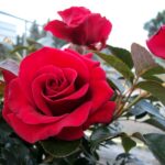 Rosa 'Grande Classe' in 4 liter pot