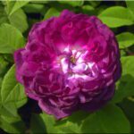 R Cardinal de Richelieu kale wortel