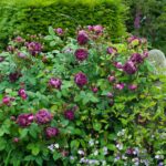 R Cardinal de Richelieu kale wortel