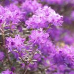 Rhododendron Violetta
