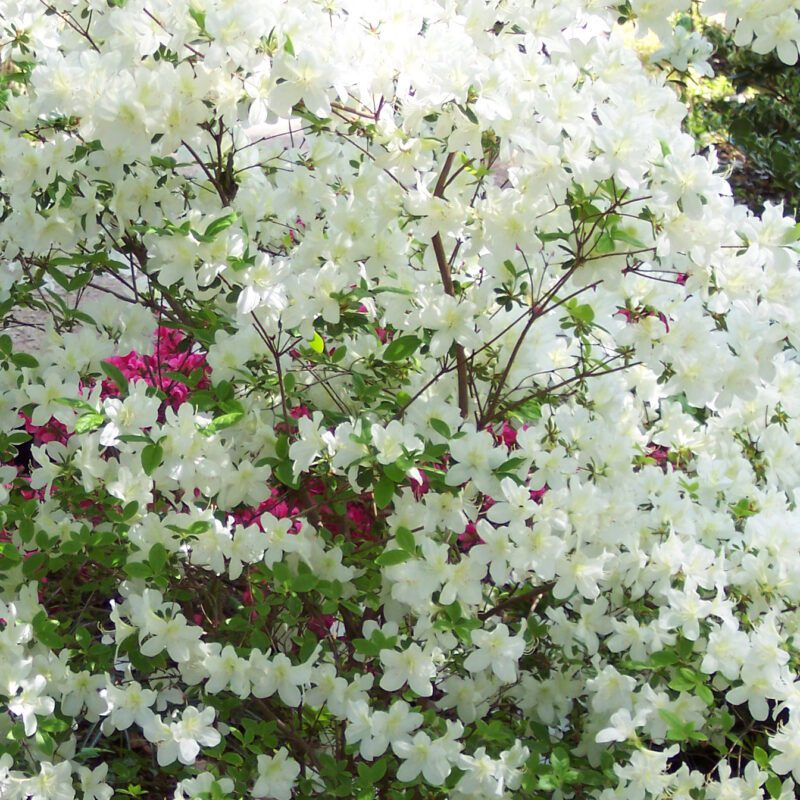Rhododendron White Lady