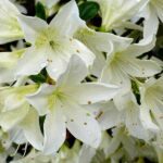 Rhododendron White Lady