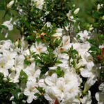 Rhododendron White Lady