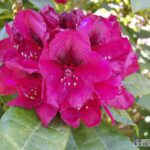 Rhododendron Nova Zembla