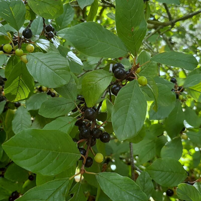 Rhamnus Frangula