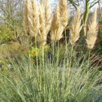Cortaderia selloana Pampasgras