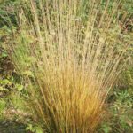 10x Molinia caerulea Moorhexe (per 10)