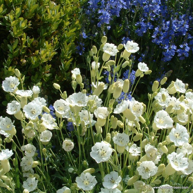 10x Silene maritima 'Weiskehlchen' (per 10)