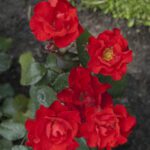 Rosa Amsterdam kale wortel