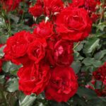 R Nina Weibull Stamroos 90 cm kale wortel