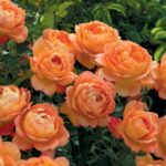 R Lady of Shalott stamroos 110 cm kale wortel